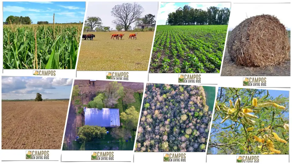Portfolio - Campos en Entre Rios