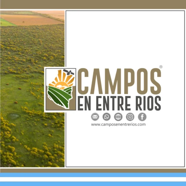 Campo AGRICOLA en Venta. 221 ha. Hernandarias, La Paz, Entre Rios - Image 10