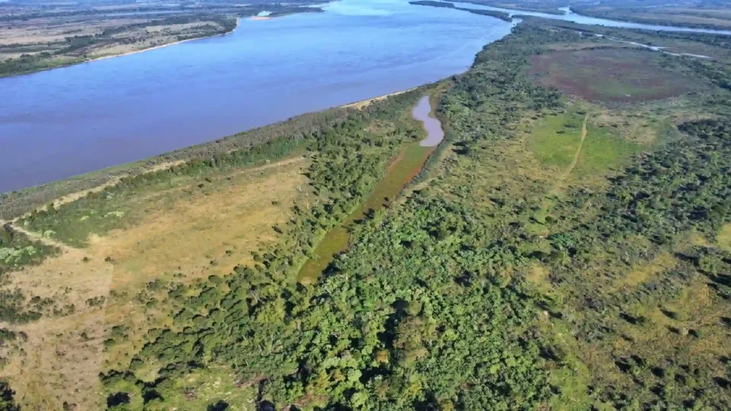 isla-entre-rios Campo de isla sobre el margen del río Paraná, Entre Ríos, con vegetación de canutillo y camalote